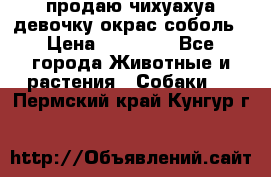 продаю чихуахуа девочку,окрас соболь › Цена ­ 25 000 - Все города Животные и растения » Собаки   . Пермский край,Кунгур г.